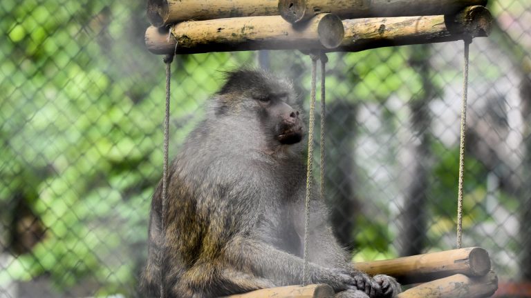 Zoo Resita (50 of 99)